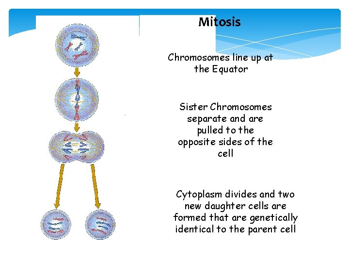 Mitosis Chromosomes line up at the Equator Sister Chromosomes separate and are pulled to