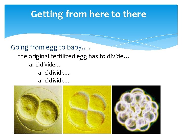 Getting from here to there Going from egg to baby…. the original fertilized egg