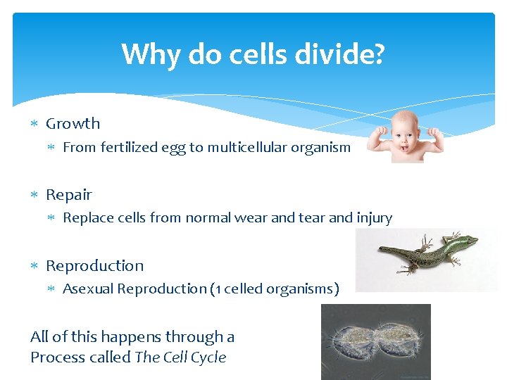 Why do cells divide? Growth From fertilized egg to multicellular organism Repair Replace cells