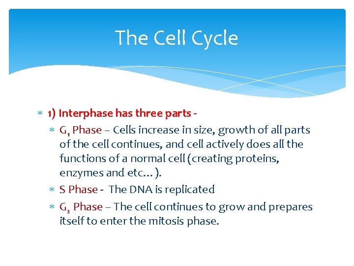 The Cell Cycle 1) Interphase has three parts G 1 Phase – Cells increase