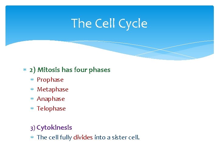 The Cell Cycle 2) Mitosis has four phases Prophase Metaphase Anaphase Telophase 3) Cytokinesis