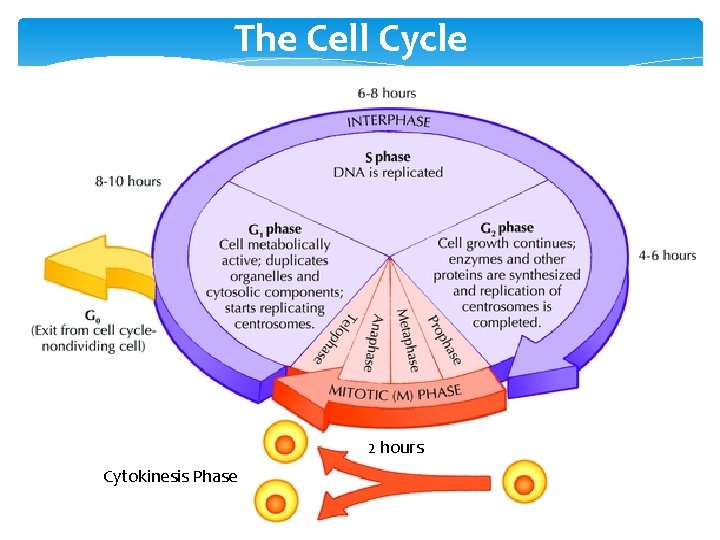 The Cell Cycle 2 hours Cytokinesis Phase 