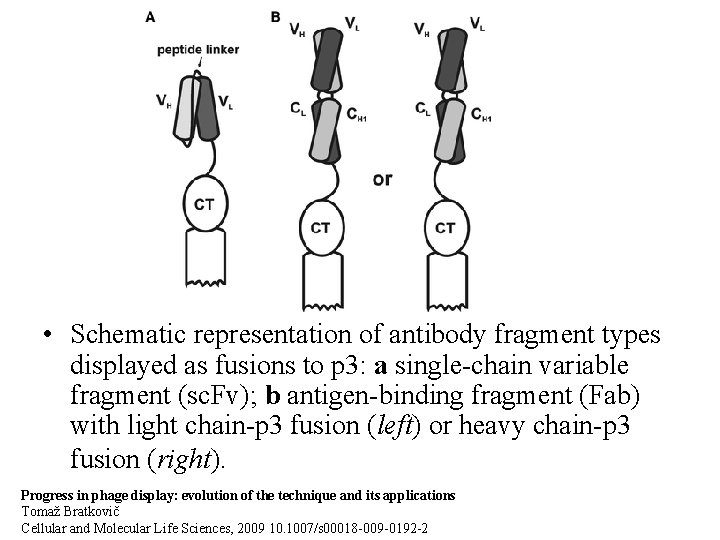 • Schematic representation of antibody fragment types displayed as fusions to p 3: