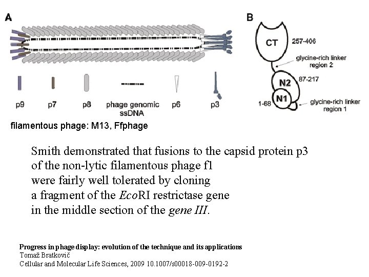 filamentous phage: M 13, Ffphage Smith demonstrated that fusions to the capsid protein p