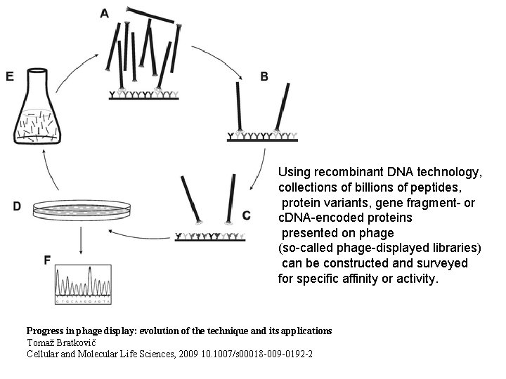 Using recombinant DNA technology, collections of billions of peptides, protein variants, gene fragment- or