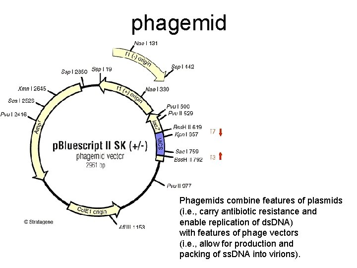 phagemid Phagemids combine features of plasmids (i. e. , carry antibiotic resistance and enable