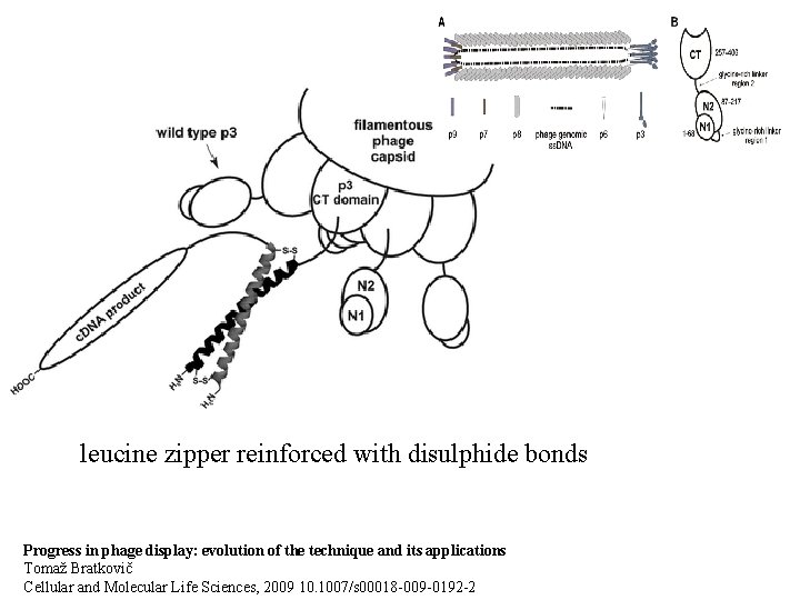 leucine zipper reinforced with disulphide bonds Progress in phage display: evolution of the technique