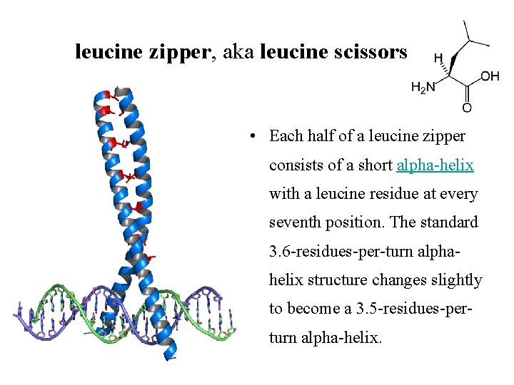 leucine zipper, aka leucine scissors • Each half of a leucine zipper consists of
