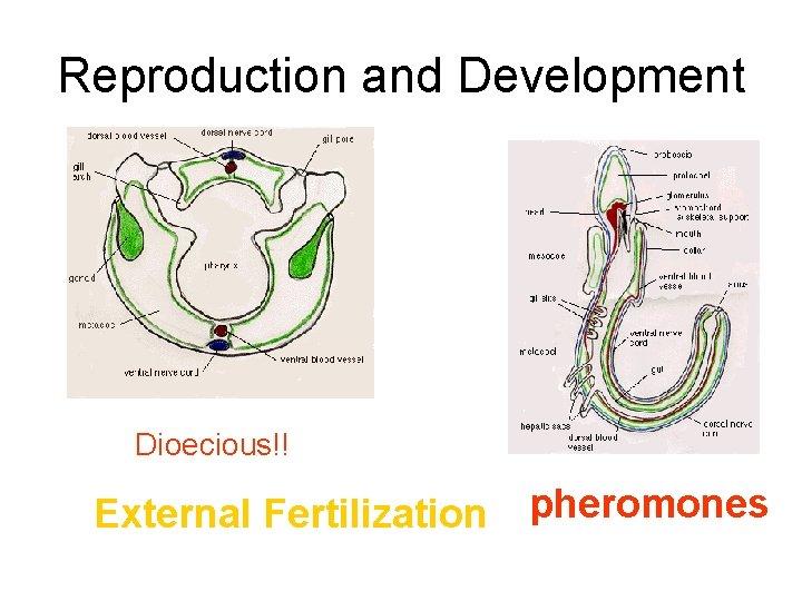 Reproduction and Development Dioecious!! External Fertilization pheromones 