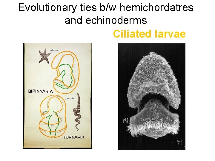 Evolutionary ties b/w hemichordatres and echinoderms Ciliated larvae 