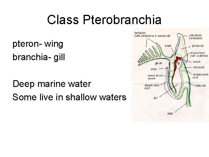 Class Pterobranchia pteron- wing branchia- gill Deep marine water Some live in shallow waters