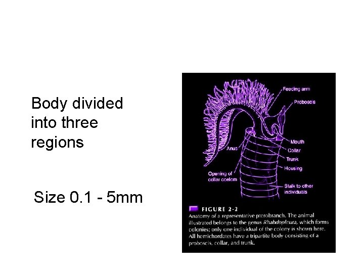 Body divided into three regions Size 0. 1 - 5 mm 