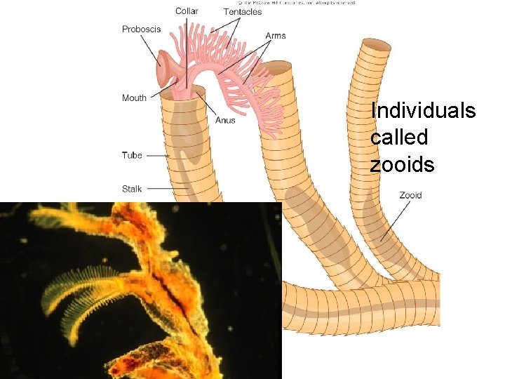 Individuals called zooids 