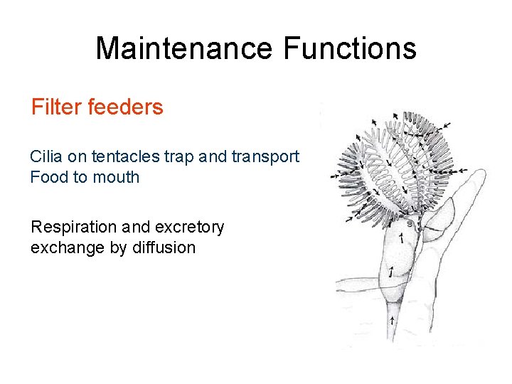 Maintenance Functions Filter feeders Cilia on tentacles trap and transport Food to mouth Respiration