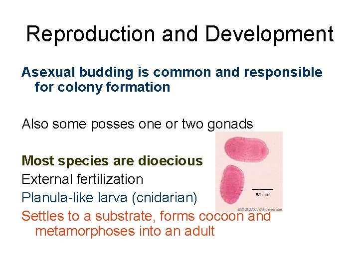 Reproduction and Development Asexual budding is common and responsible for colony formation Also some