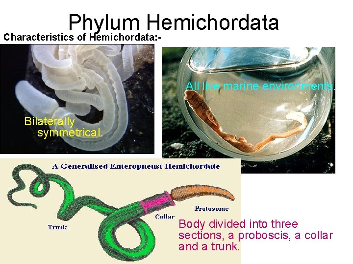 Phylum Hemichordata Characteristics of Hemichordata: All live marine environments. Bilaterally symmetrical. Body divided into