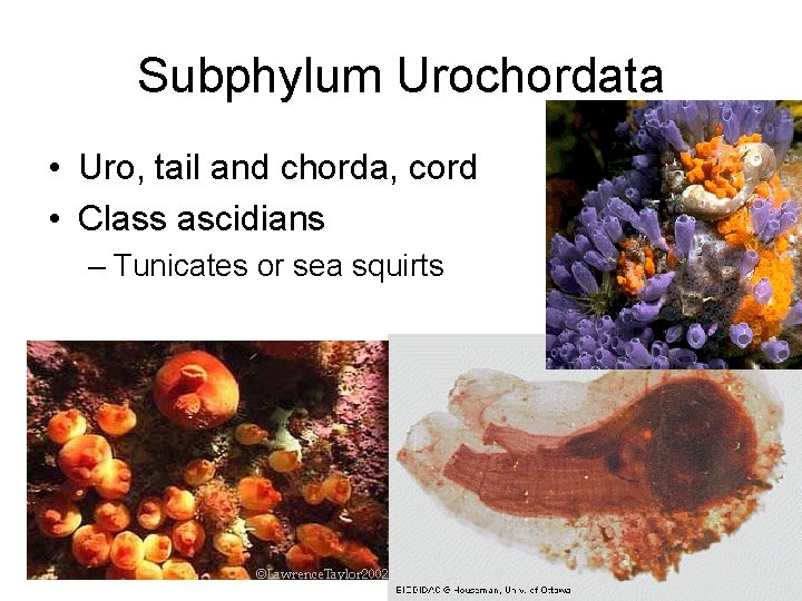 Subphylum Urochordata • Uro, tail and chorda, cord • Class ascidians – Tunicates or