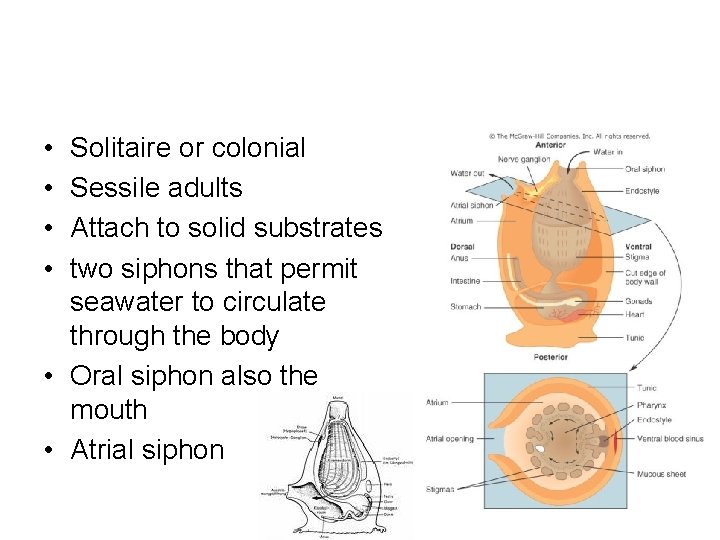  • • Solitaire or colonial Sessile adults Attach to solid substrates two siphons