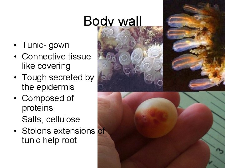 Body wall • Tunic- gown • Connective tissue like covering • Tough secreted by