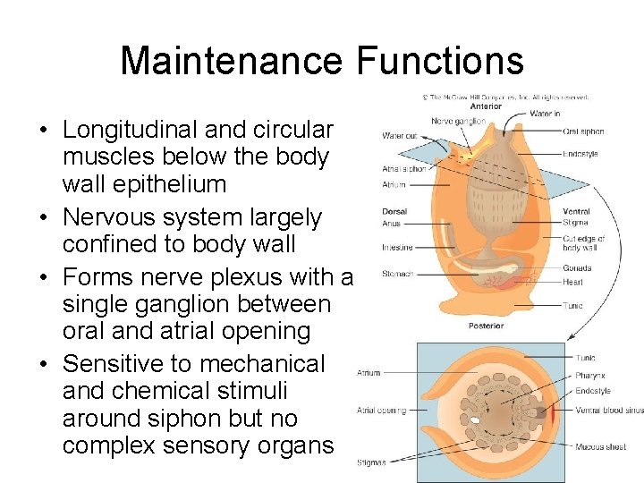 Maintenance Functions • Longitudinal and circular muscles below the body wall epithelium • Nervous