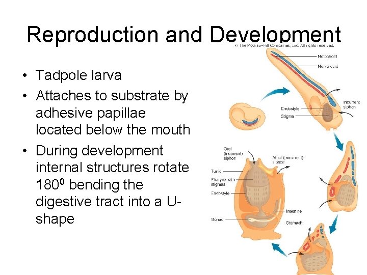Reproduction and Development • Tadpole larva • Attaches to substrate by adhesive papillae located