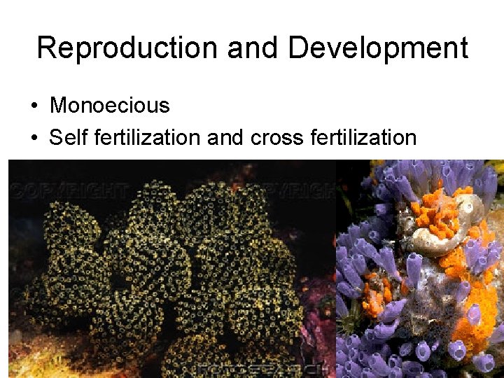 Reproduction and Development • Monoecious • Self fertilization and cross fertilization 