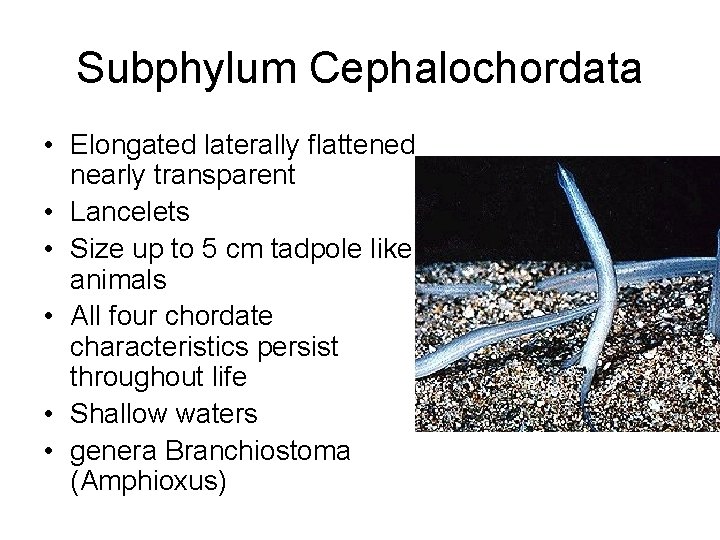 Subphylum Cephalochordata • Elongated laterally flattened nearly transparent • Lancelets • Size up to