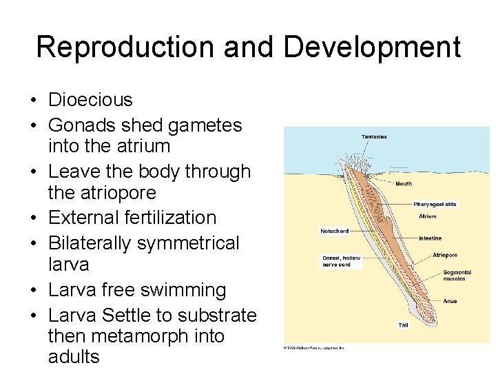 Reproduction and Development • Dioecious • Gonads shed gametes into the atrium • Leave