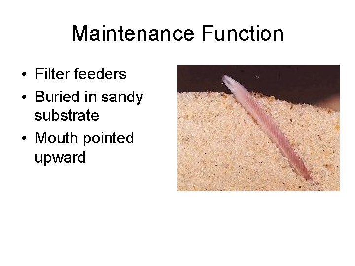 Maintenance Function • Filter feeders • Buried in sandy substrate • Mouth pointed upward