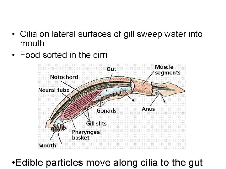  • Cilia on lateral surfaces of gill sweep water into mouth • Food