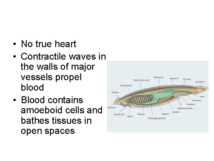  • No true heart • Contractile waves in the walls of major vessels