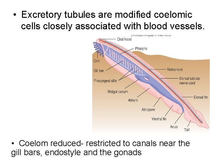  • Excretory tubules are modified coelomic cells closely associated with blood vessels. •
