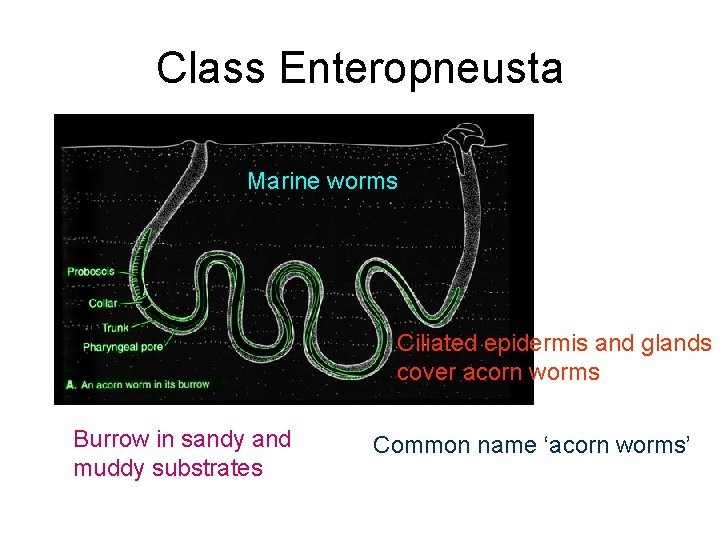 Class Enteropneusta Marine worms Ciliated epidermis and glands cover acorn worms Burrow in sandy