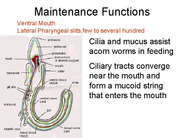 Maintenance Functions Ventral Mouth Lateral Pharyngeal slits, few to several hundred Cilia and mucus