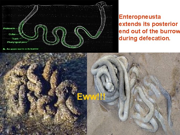Enteropneusta extends its posterior end out of the burrow during defecation. Eww!!! 
