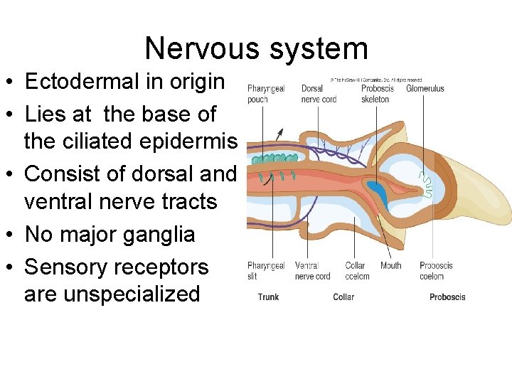 Nervous system • Ectodermal in origin • Lies at the base of the ciliated