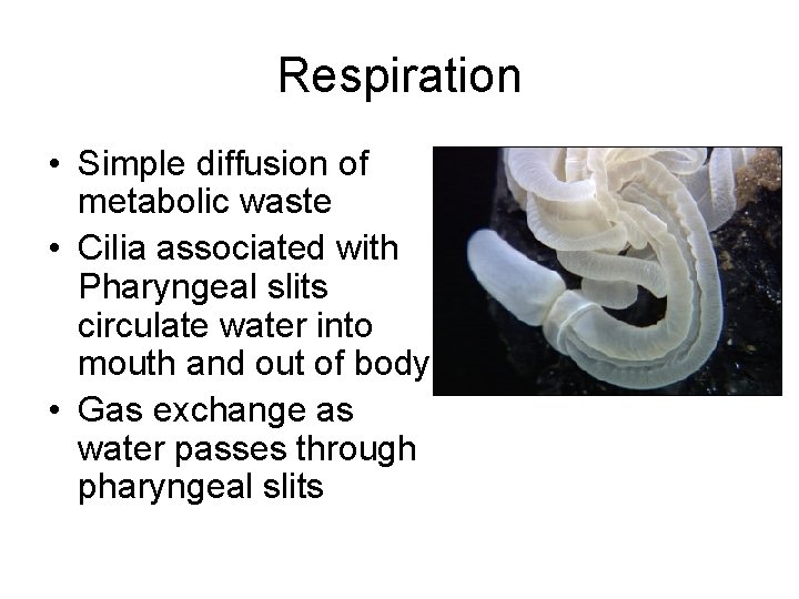 Respiration • Simple diffusion of metabolic waste • Cilia associated with Pharyngeal slits circulate