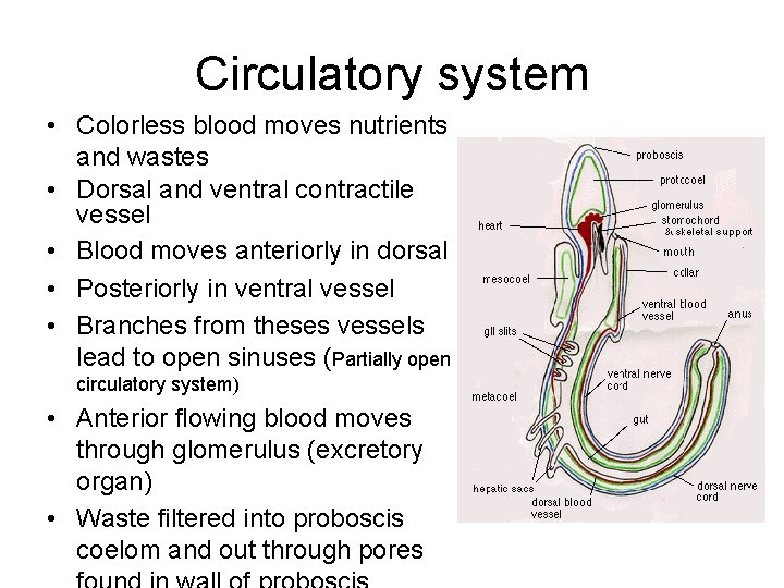 Circulatory system • Colorless blood moves nutrients and wastes • Dorsal and ventral contractile
