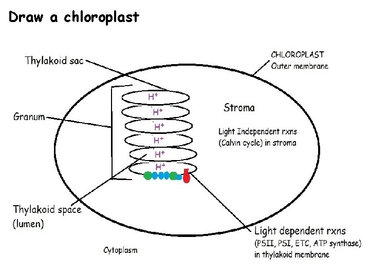 Draw a chloroplast 