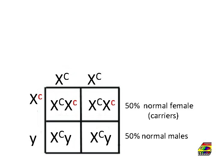 c X y C X C c XX C Xy 50% normal female (carriers)