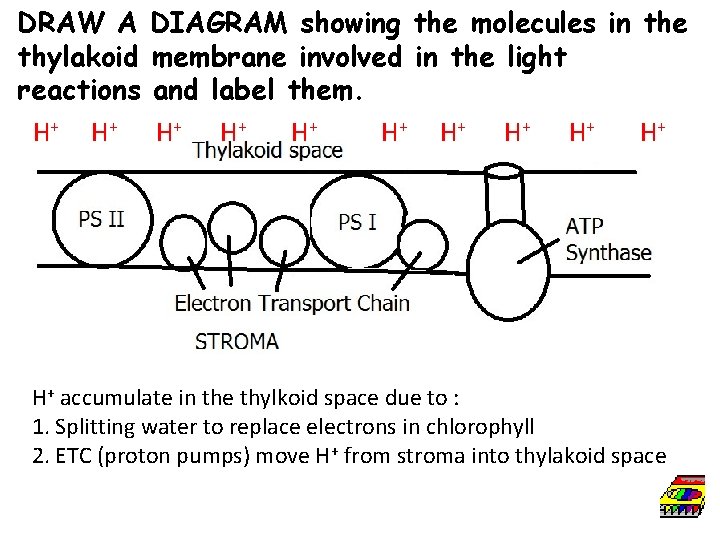 DRAW A thylakoid reactions H+ H + DIAGRAM showing the molecules in the membrane