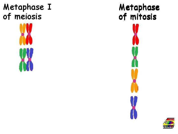 Metaphase I of meiosis Metaphase of mitosis 