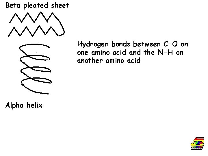 Beta pleated sheet Hydrogen bonds between C=O on one amino acid and the N-H