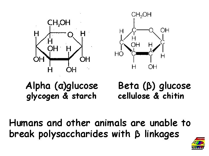 Alpha (α)glucose glycogen & starch Beta (β) glucose cellulose & chitin Humans and other