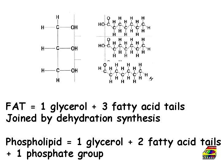 FAT = 1 glycerol + 3 fatty acid tails Joined by dehydration synthesis Phospholipid