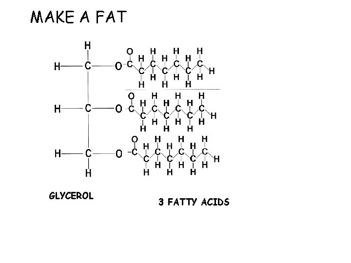 MAKE A FAT GLYCEROL 3 FATTY ACIDS 