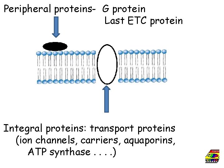 Peripheral proteins- G protein Last ETC protein Integral proteins: transport proteins (ion channels, carriers,