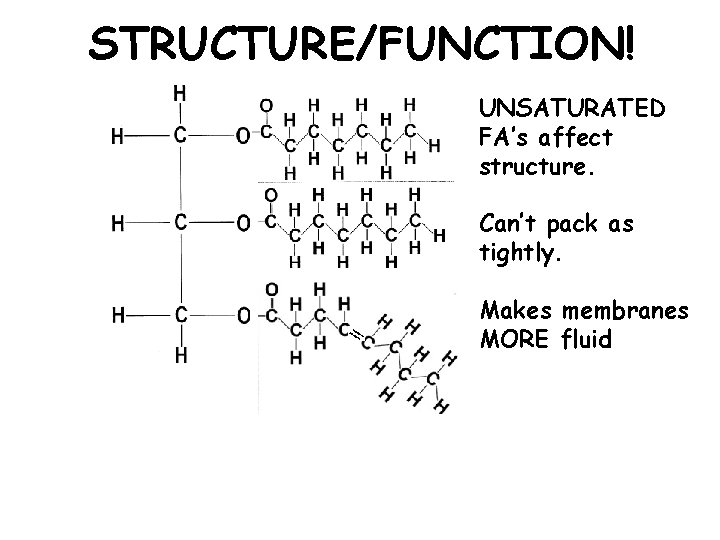 STRUCTURE/FUNCTION! UNSATURATED FA’s affect structure. Can’t pack as tightly. Makes membranes MORE fluid 