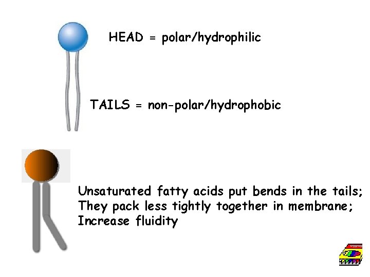 HEAD = polar/hydrophilic TAILS = non-polar/hydrophobic Unsaturated fatty acids put bends in the tails;