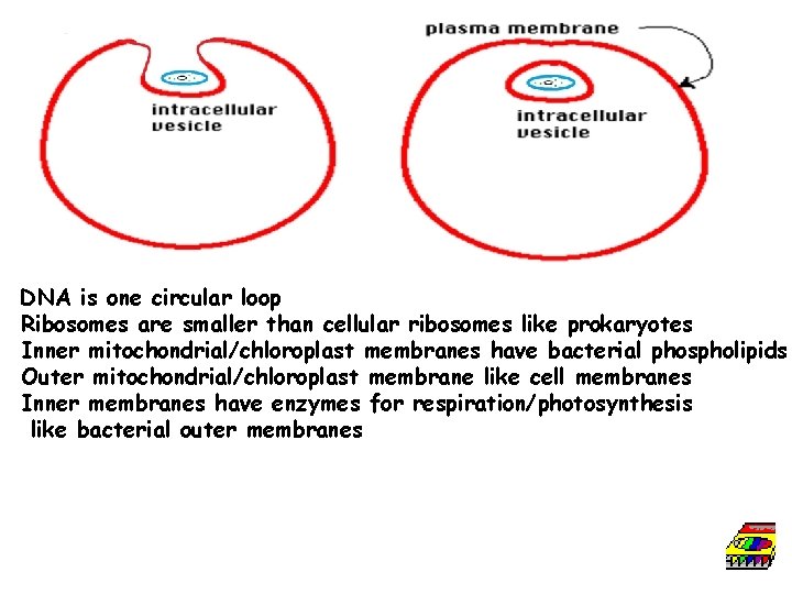 DNA is one circular loop Ribosomes are smaller than cellular ribosomes like prokaryotes Inner
